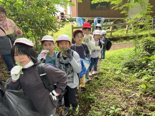 自生しているクロモジを噛んでみた