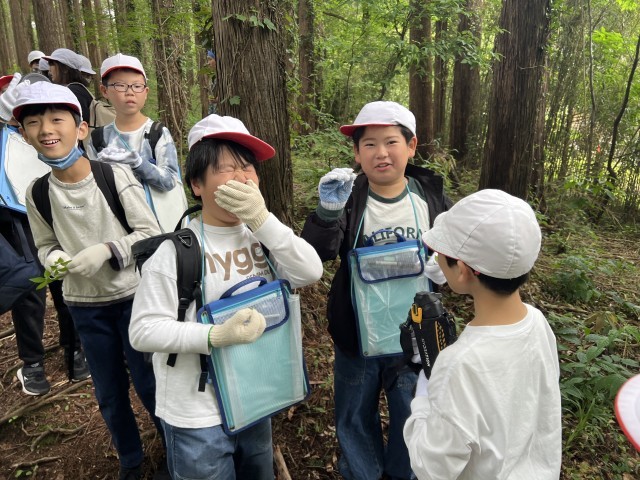 自生している山椒を噛んでみた