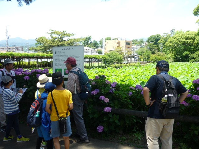 大賀ハス