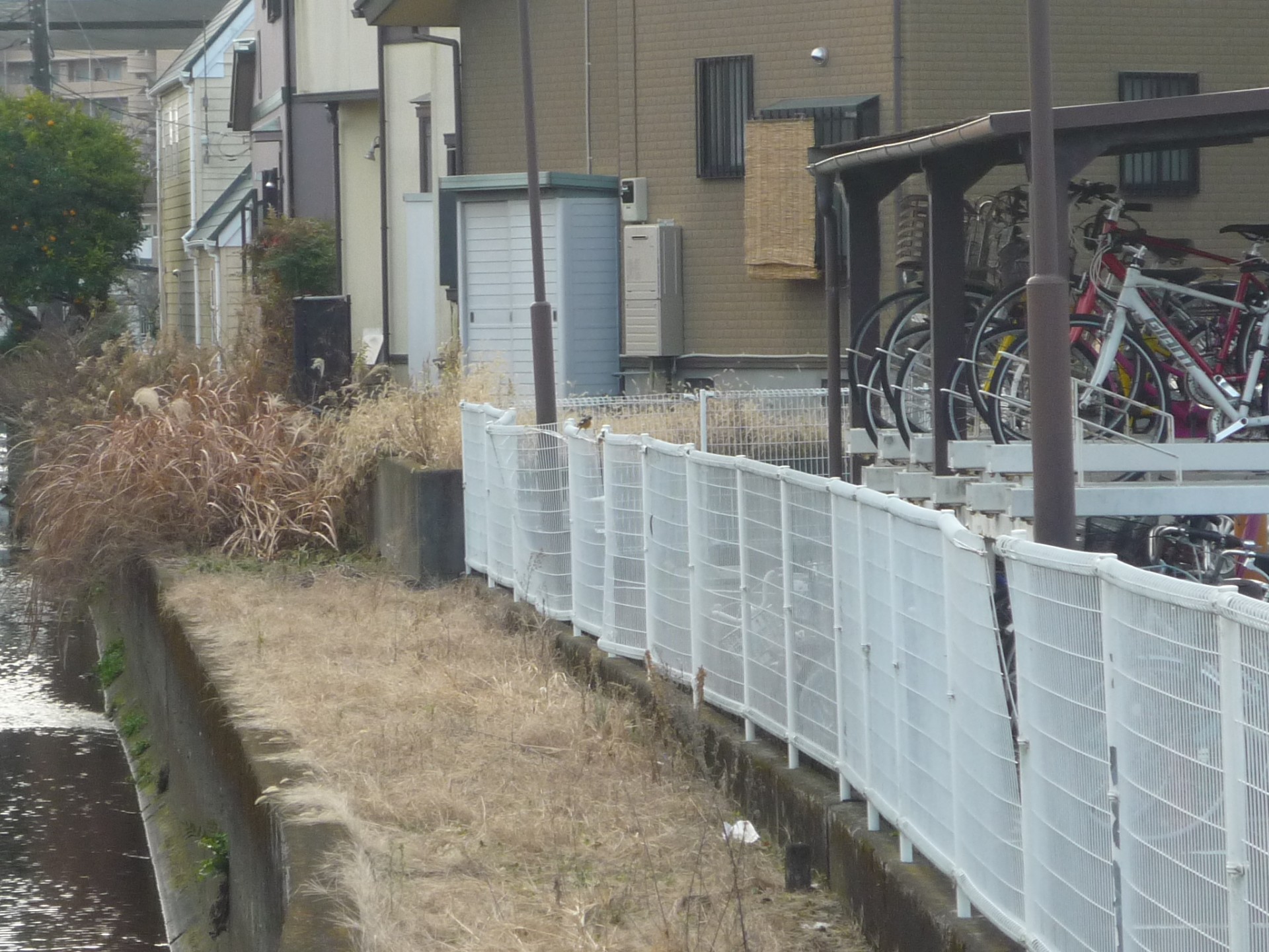 フェンスの上にジョウビタキ533.JPG