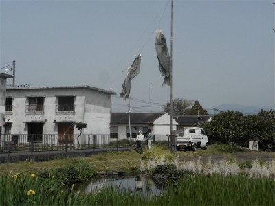 メダカのぼり3492.jpg