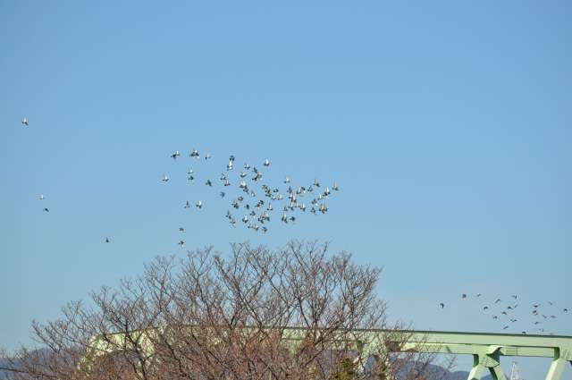 DSC_0246.JPG