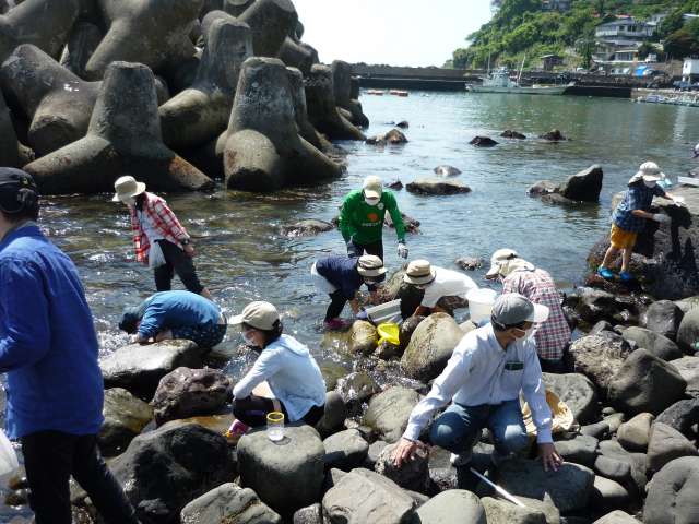 岩の下の生物を探す
