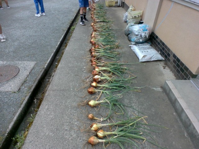 玉ねぎ
