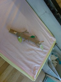 木をイメージしたマグネット