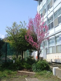 校舎西側の花桃
