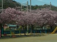 校庭の河津桜