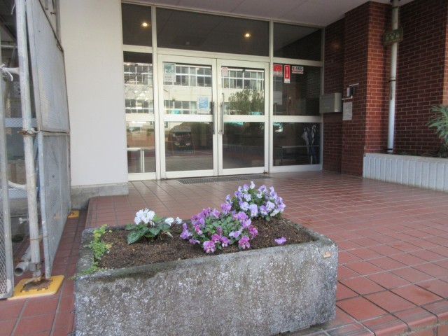 パンジーの花