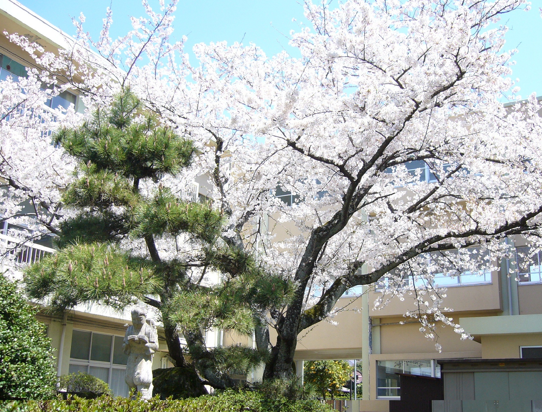 桜の中庭